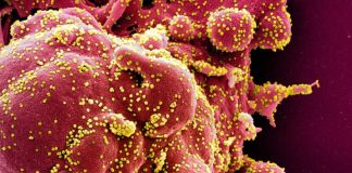 Coronavirus from relapse cases not infectious: authorities