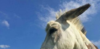 Meet Buckwheat, the donkey who crashes Zoom meetings