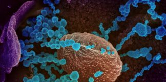 Moderna Covid-19 vaccine enters final stage trial this month