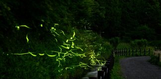 With festival cancelled by virus, Japan fireflies dance alone