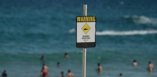 Australian surfer punches shark to save wife