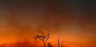 Brazil hails reduction in Amazon deforestation in July