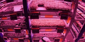 High-tech farmers sow seeds of revolution in Dubai desert