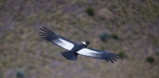 In Ecuador, pair of Andean condors revives hope for species’ survival