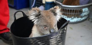 Koala row threatens leader of Australia’s biggest state