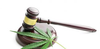 Marijuana smuggling hits record high in first half
