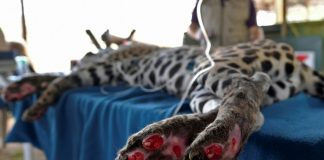 Amanaci, the Jaguar that symbolizes environmental destruction in Brazil wetlands