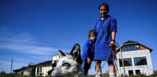 Siberian scientists breeding foxes for pets eye human link
