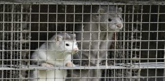 Denmark to cull millions of minks over mutated coronavirus