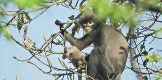 Newly discovered primate in Myanmar ‘already facing extinction’
