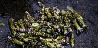 Japan’s wasabi producers farm ‘green gold’