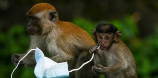 From macaques to crabs, wildlife faces threat from face masks