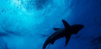 High cost to wildlife from shark nets protecting S.Africa beaches