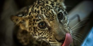 Nicaragua operation rescues two endangered jaguar cubs