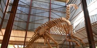 Niger museum is eclectic national ‘mirror’