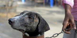 Race to save Bangladesh hound from extinction