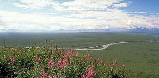 US leases long-sought Alaska oil rights in Trump’s final days