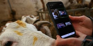 No kidding: video calls with goats boost British farm