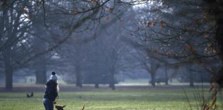 Pandemic pet demand blamed for surge in UK dog thefts